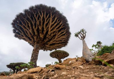 السياحة في جزيرة سقطرى.. هنا جنة الأرض