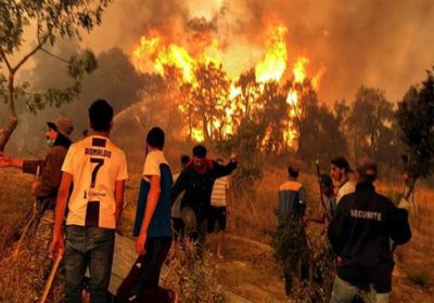 الجزائر: منصة رقمية لتأهيل الغابات المتضررة من الحرائق