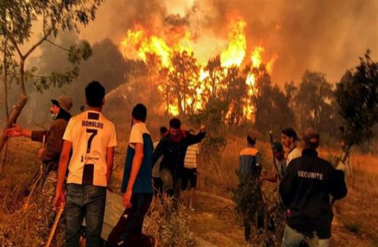 الجزائر: منصة رقمية لتأهيل الغابات المتضررة من الحرائق