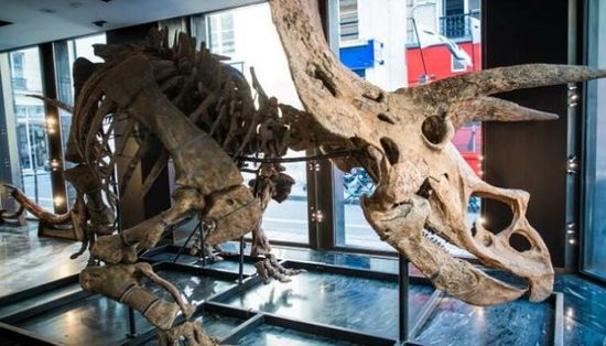 بيع أكبر ديناصور بالعالم "هيكل عظمي" في مزاد بباريس