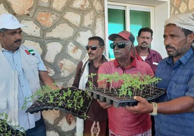 خليفة الإنسانية توزع 10 آلاف شتلة زراعية في سقطرى