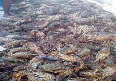 السقطري يدشن موسم اصطياد الشروخ الصخري