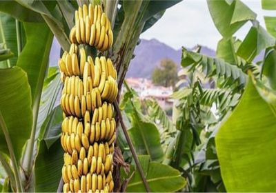 حقيقة استيراد مصر شحنة موز فاسدة من الصومال