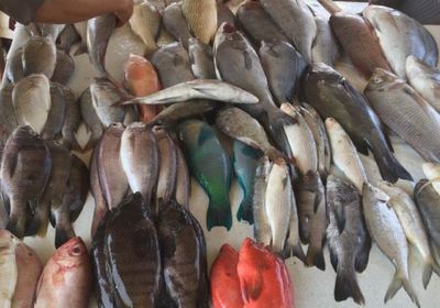 لمختلف الأنواع.. إعلان تسعيرة بيع الأسماك في عدن