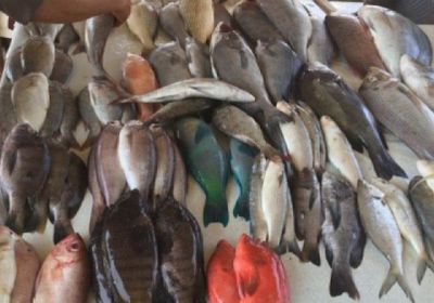 تسعيرة جديدة لبيع الأسماك في عدن اليوم الخميس