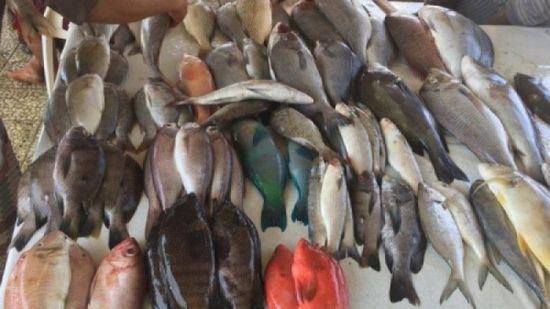 تسعيرة بيع الأسماك في العاصمة عدن