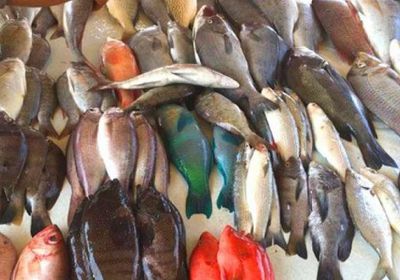 أسعار بيع الأسماك في عدن اليوم الإثنين