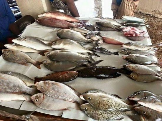 أسعار جديدة لبيع الأسماك في عدن