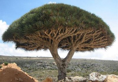 حماية البيئة تنفي شائعات موت أشجار دم الأخوين بسقطرى