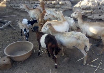 جهود أهلية لتحسين الثروة الحيوانية والزراعية في أبين