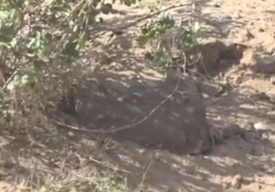 تطهير جسور في حيس من ألغام الحوثي