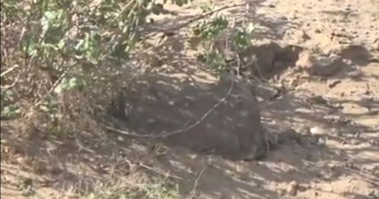 تطهير جسور في حيس من ألغام الحوثي