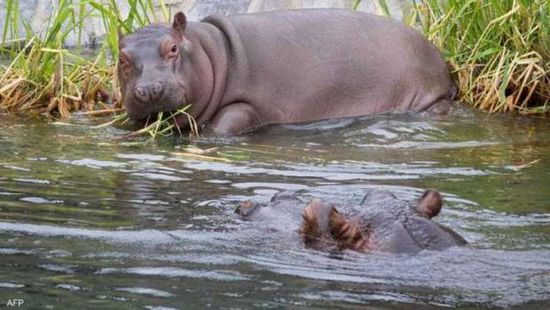 إصابة فرسي نهر بكورونا في حديقة حيوانات ببلجيكا