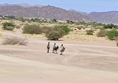 بن عديو يعود بشبوة إلى زمن "ركوب الحمير"