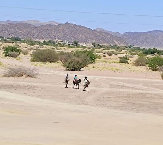 بن عديو يعود بشبوة إلى زمن "ركوب الحمير"