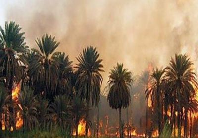  السودان: حريق هائل يلتهم 1000 نخلة بمحلية حلفا