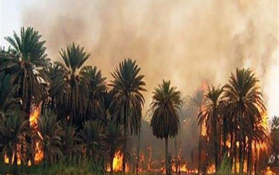  السودان: حريق هائل يلتهم 1000 نخلة بمحلية حلفا