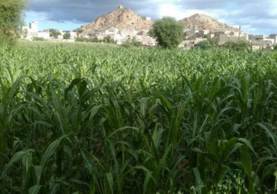 مع موسم الحصاد.. الأخضر يكسو مزارع أبين