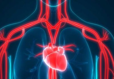 تطوير قلب رقمي يحاكي قلب الإنسان الطبيعي