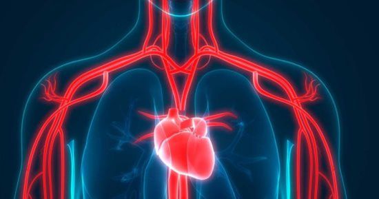 تطوير قلب رقمي يحاكي قلب الإنسان الطبيعي