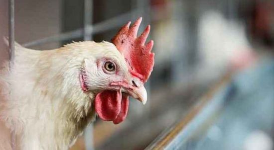 كوريا الجنوبية.. إعدام 427 ألف دجاجة بسبب انفلونزا الطيور