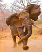 فيل يدهس سعوديًا أثناء رحلة سفاري بأوغندا