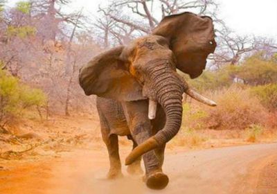 فيل يدهس سعوديًا أثناء رحلة سفاري بأوغندا
