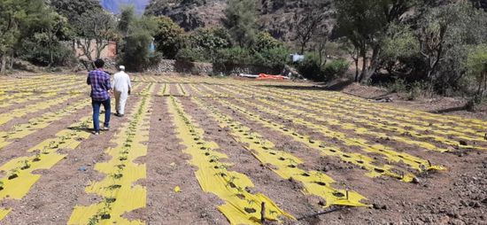 "فاو" تمنح مزارعي المواسط أنظمة ري بالتنقيط