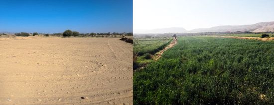 الصليب الأحمر: تداعيات سلبية للصراع على القطاع الزراعي باليمن