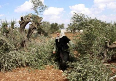إسرائيليون يقطعون نحو 80 شجرة زيتون بفلسطين