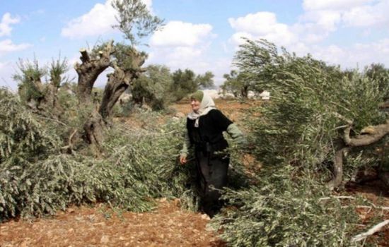 إسرائيليون يقطعون نحو 80 شجرة زيتون بفلسطين