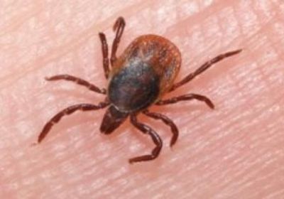 موريتانيا.. أول حالة وفاة بحمى "القرم النزيفية"