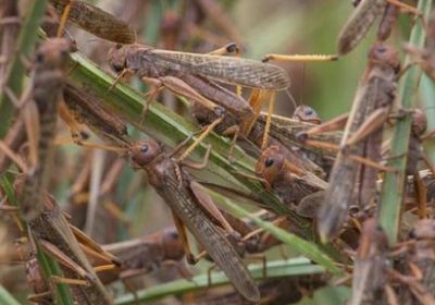 فاو: نساعد اليمن على مكافحة الجراد