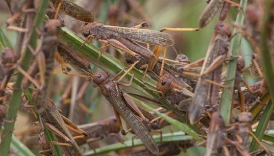فاو: نساعد اليمن على مكافحة الجراد
