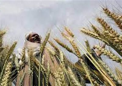 مصر تخطط لاستيراد القمح بعيدًا عن روسيا وأوكرانيا