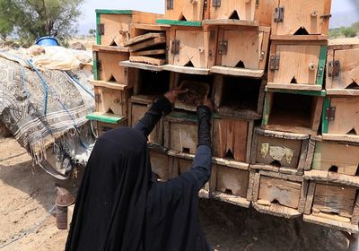 1.2 مليون خلية نحل تنتج 1500 طن عسل باليمن