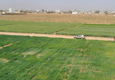 "الصليب الأحمر" تدعم إكثار بذور القمح المحسنة في صعدة