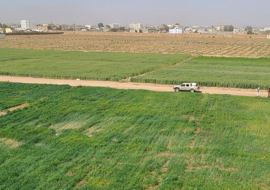 "الصليب الأحمر" تدعم إكثار بذور القمح المحسنة في صعدة