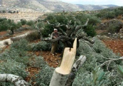 إسرائيليون يقتلعون 300 شجرة زيتون ولوز بالضفة الغربية
