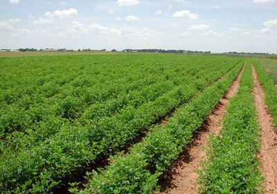 مصر تحظر تصدير محاصيل زراعية