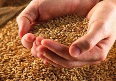 مصر: وصول 63 ألف طن من القمح الروسي