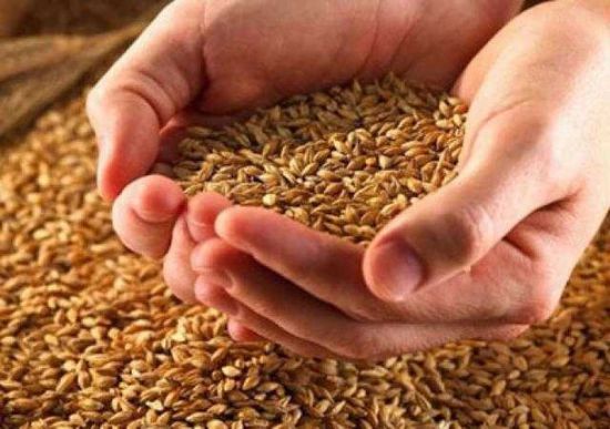 مصر: وصول 63 ألف طن من القمح الروسي