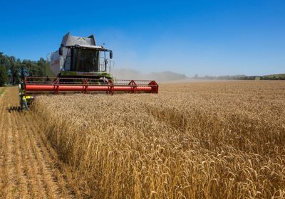 القمح يرتفع 5% في ظل تصاعد المخاوف حول ضعف الإمدادات