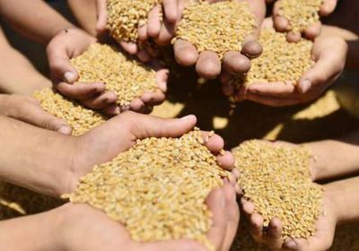 مصر تدعم القمح المحلي