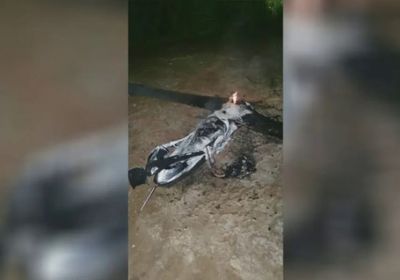 هاجمت محطة مياه ومنشأة لأرامكو.. التحالف يدمر 4 مسيرات حوثية