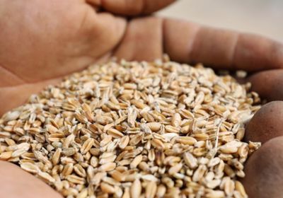العراق: مخزون القمح متوفر لثلاثة أشهر