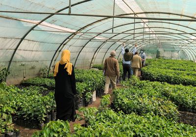 الصليب الأحمر يوزع 30 ألف شتلة بن في إب