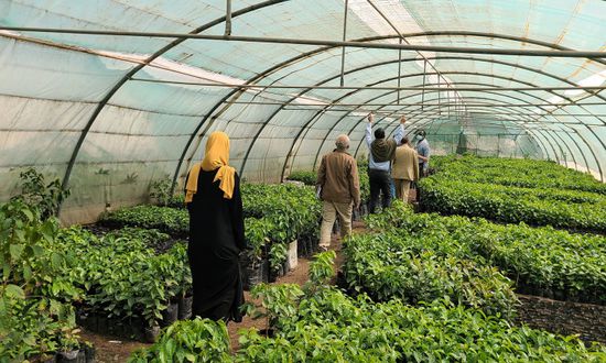 الصليب الأحمر يوزع 30 ألف شتلة بن في إب