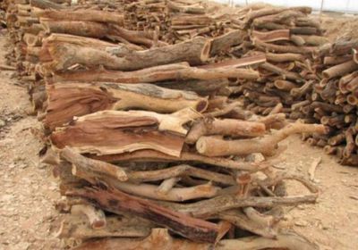 البيان تبرز أزمة فقدان ملايين الأشجار في اليمن