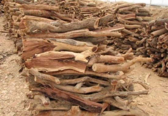 البيان تبرز أزمة فقدان ملايين الأشجار في اليمن